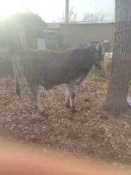 показы 1 354 72 договорная кошка даром британская короткошёрстная 1 год мальчик метис 2 позвонить написать: Сатам | Бука (эркек) | Көбөйтүү үчүн | Жасалма уруктандырылган — 1