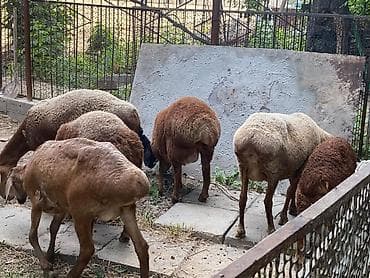 купить рыбку петушок: Бараны Овцы Арашан Гисар продам по цене договоримся на Лошать обмен — 8