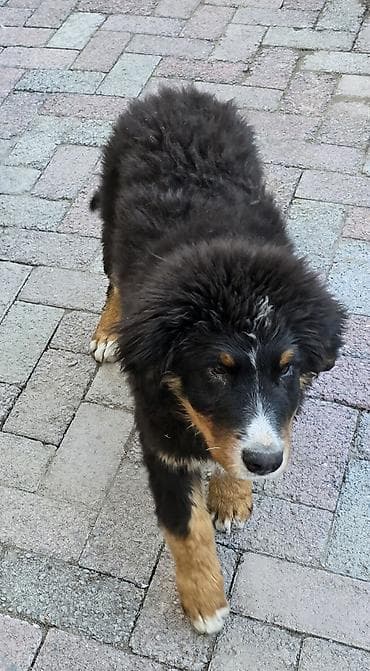 купить щенка сенбернара: Бернский зенненхунд, 6 месяцев, Самец, С прививкой, С родословной — 2