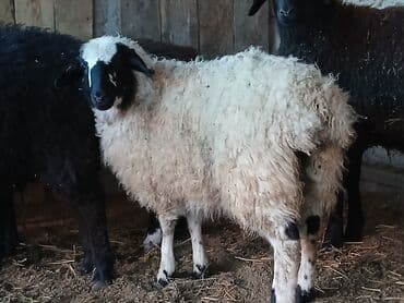 Продаю | Ягненок, Баран (самец), Овца (самка) | Арашан, Полукровка, Гиссарская | На забой | Кастрированные, Котные, Матка