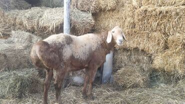 корм для домашних животных: Продаю | Баран (самец) | Арашан | Для разведения | Племенные — 2