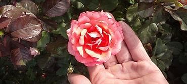 роза на штамбе: Продаю саженцы роз.Вьющийсяминирозы .куставые — 4