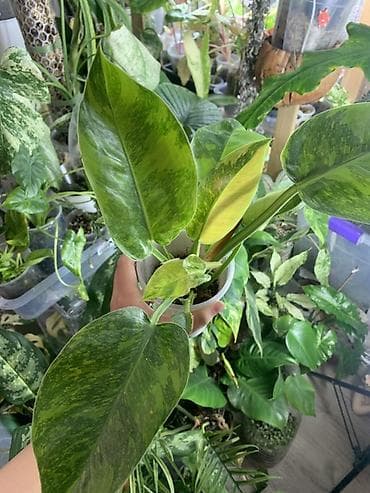 филодендрон: Продам филодендрон грин конго марбл — 3