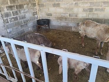 продажа домашних животных: Продаю | Ягненок | Арашан | Для разведения | Матка — 2