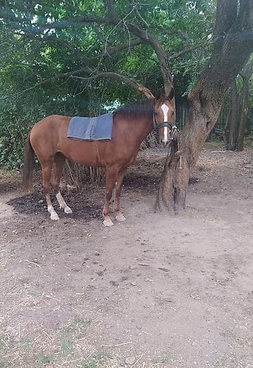 Продаю | Кобыла (самка) | Дончак | Рабочий