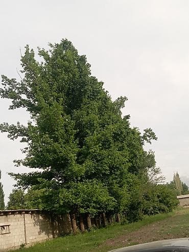 Листы дупы,дуптун жалбырактары сатылат