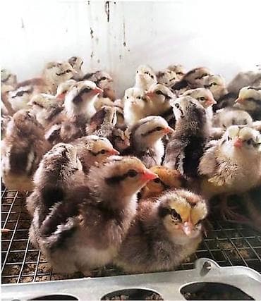 где купить утят: Продаю | Цыплята | Несушки — 1