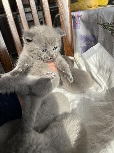 Үй жаныбарлары: Британские короткошёрстные котята, окрас голубой (solid blue). - — 3