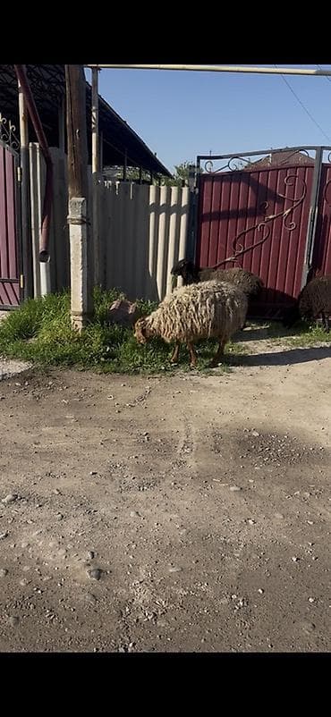 продаю кошара: Продаю | Овца (самка) | Для разведения — 1