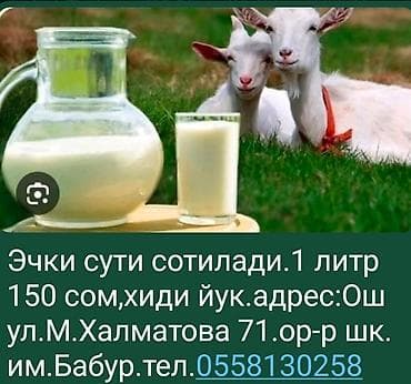 Козье молоко - Объем: 1 литр - Цена: 150 сом - Особенности: без