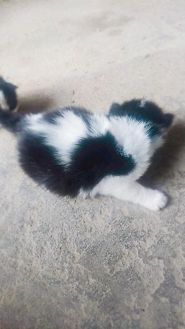 стерилизовать кошку: Кошка даром: Беспородная, 1 месяц, Мальчик — 2