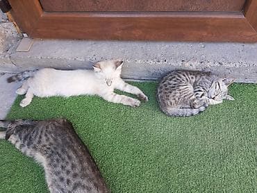кошка купить бишкек: Котята, помёт домашней кошки. Окрас разный: - чёрный однотонный; - — 5
