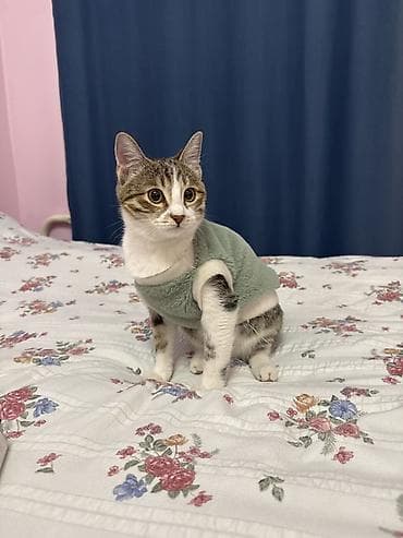 Утепленные жилеты: Котёнок в полосато-белом окрасе (тигровый табби с белыми лапками и — 1