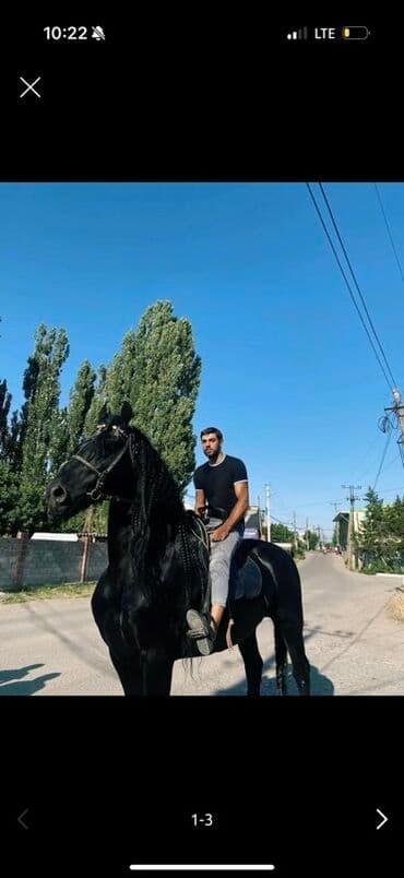 купить измельчитель травы и сена: Продаю | Конь (самец) | Конный спорт — 3