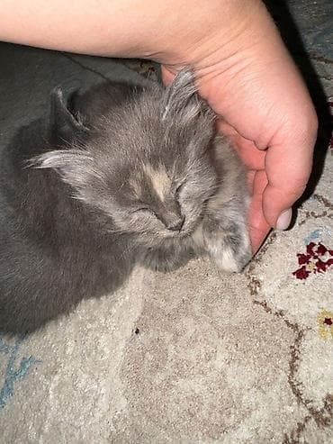 латок для котят: 2 месяца, Девочка — 3