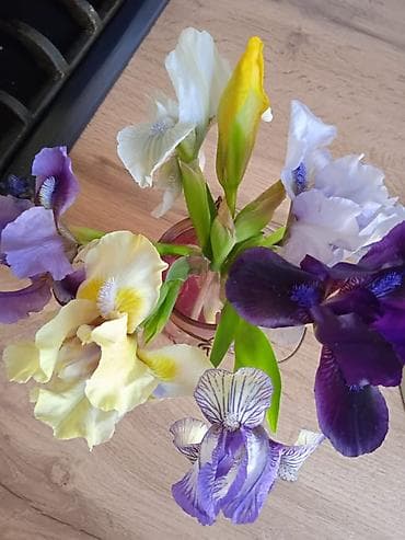 нитки ирис: Букет ирисов, срезка микс сортов. - Разноцветная композиция — 1
