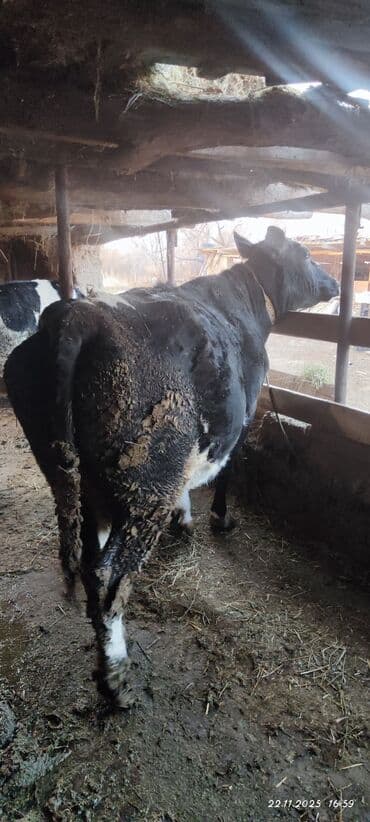 продам домик для кошки: Продаю | Корова (самка) | Голштин | Для молока | Осеменитель, Стельные, Привязанные — 7