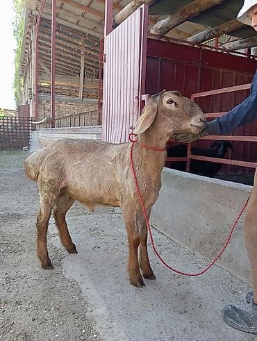 домашние птицы: Продаю | Баран (самец) | Для разведения | Племенные — 2