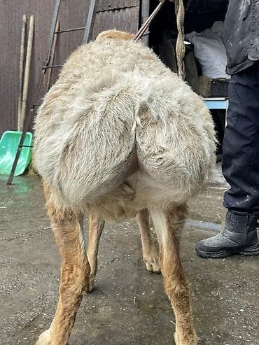 полша ат: Продаю | Баран (самец) | Арашан | На забой, Для разведения — 3