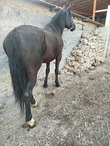 Продаю | Конь (самец) | Конный спорт