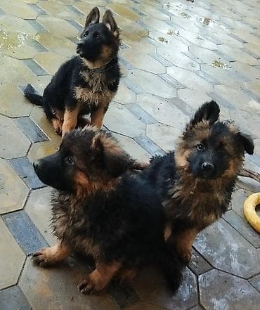 купить фокстерьера: Немецкая овчарка, 1 месяц, Самка, С прививкой, С родословной — 9