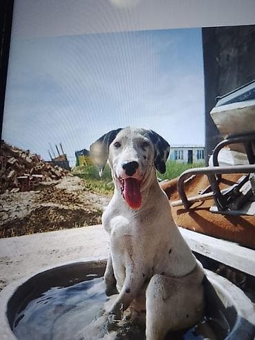 мальтипу мини: Щенок с уникальной пятнистой окраской (бело‑черная масть, одно ухо — 3