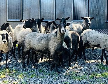 монбельярд цена: Продаю | Овца (самка), Ягненок, Баран (самец) | Романовская | На забой, Для разведения — 2