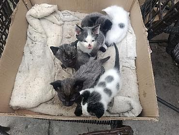 купить породистых котят: Отдам даромКотята, помёт разной окраски: - черно-белые с пятнами, - — 1