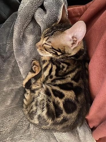 Кошки: Бенгальская, 2 месяца, Девочка, Проглистована — 2