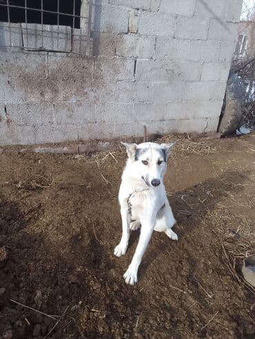 питбуль боец: Собака породы лайка/метис лайки (по внешним признакам). Основные — 4