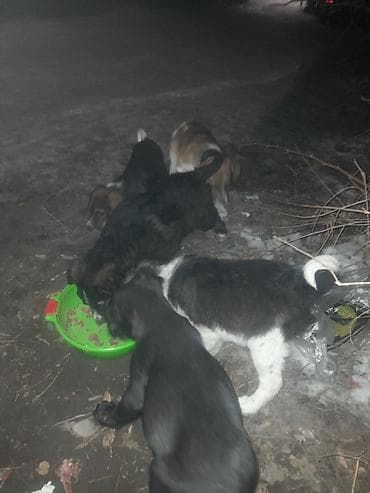 Вязка собак: Щенки, помёт из 5 малышей. Описание: - Разный окрас: чёрные — 1