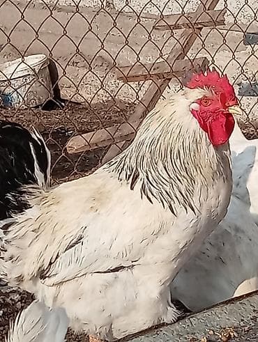 Зоотовары: Продаю | Петух | Для разведения — 9