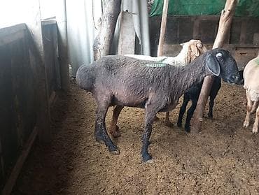 телята музо: Продаю | Овца (самка) | Для разведения | Племенные — 1