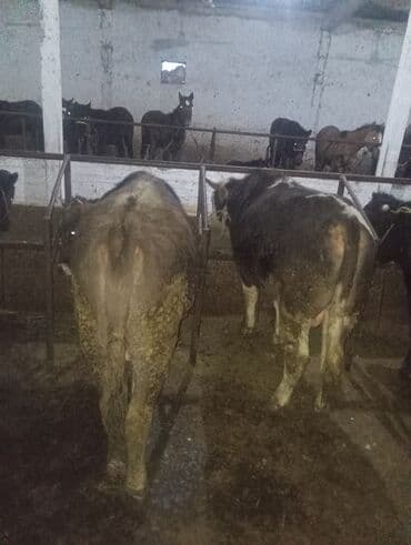 эркек торпок сатылат: Сатам | Бука (эркек) | Бордоп семиртүү үчүн | Байланган — 1