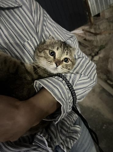 кошки шотландский: Скотиш Фолд (Шотландская вислоухая), 7 месяцев, Девочка, Приучена к лотку, Проглистована, С документами — 2
