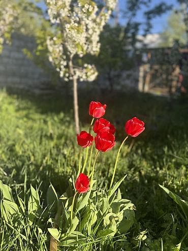 сдаю в аренду с последующим выкупом: Продаётся 3х ком + (кухня-санузел-прихожая)дом по Ул .Убукеева 8?.Дом — 6