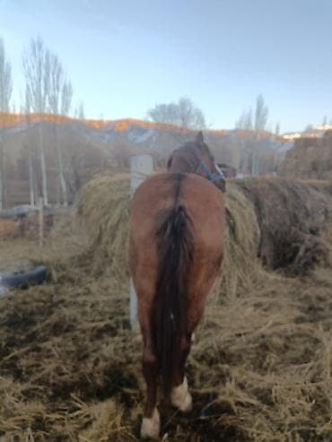 Продаю | Конь (самец) | Рабочий | Мерин