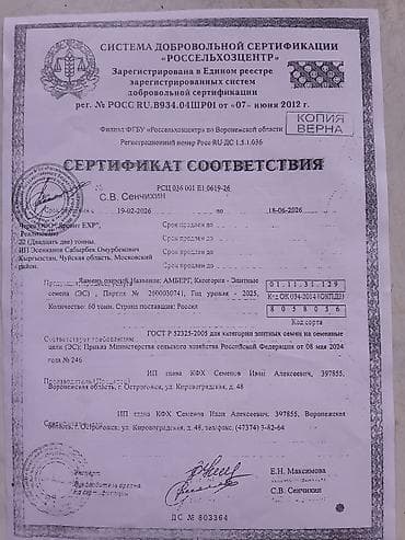 Продам с поля при уборке Семенной ячмень, Амберг сорт, сеял — 7