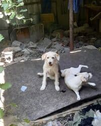 домик для собаки бишкек: 1 жаш, Ургаачы, Эмделген — 3