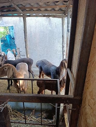 алабай: фото щенки: Продаю | Овца (самка) | Полукровка | Для разведения | Матка — 5