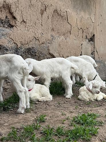 куплю козла: Продаю | Козёл (самец) — 5