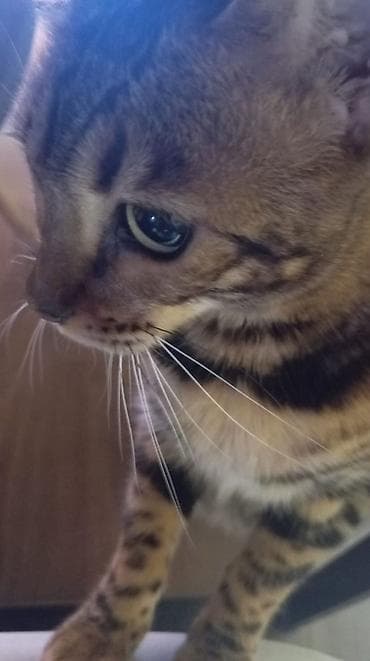 бенгальского: Предлагается к продаже бенгальская девочка с красивым контрастным — 1