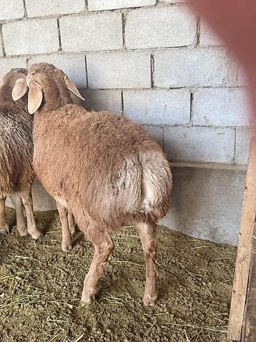 продажа собак: Продаю | Ягненок | Арашан | Для разведения — 3