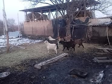 форма животных: Продаю | Коза (самка), Козлёнок | Полукровка, Нубийская | На забой, Для разведения — 4