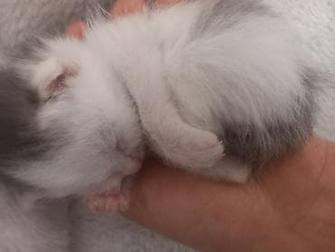 Мышыктар: Котёнок, возраст примерно 1–2 недели. Окрас белый с серыми пятнышками — 2