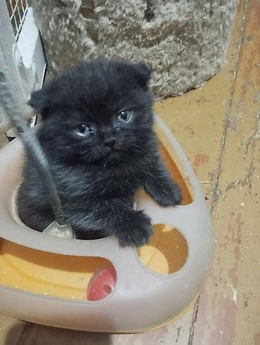 вислоухие кошки цена: Котята! В продаже очаровательный, шустрый мальчик шотландец, СКОТТИШ — 2