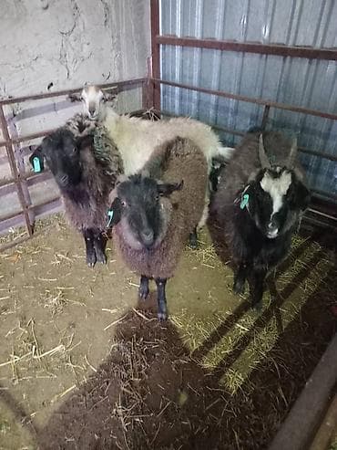 котята бишкек даром: Продаю | Козёл (самец) | Для разведения — 7