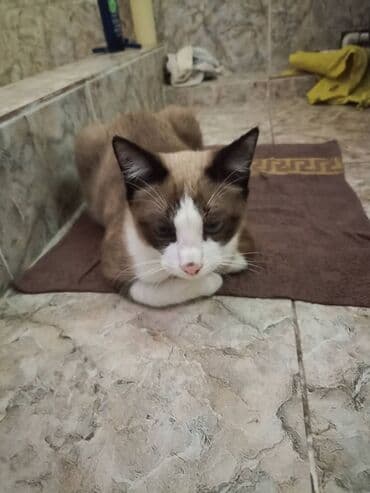 carters для мальчика: Кошка с окрасом колор-пойнт (похожа на сиамо/снежный шу/сноу-шу тип) — 2