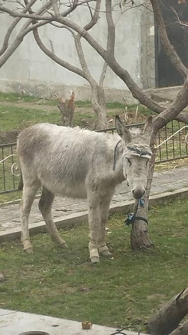 ош жапалак: Осёл серого окраса. - Порода/тип: домашний осёл. - Окрас — 1