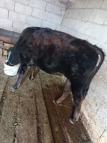 Продаю | Бык (самец) | На откорм | Привязанные at lalafo.kg Продаю | Бык (самец) | На откорм | Привязанные